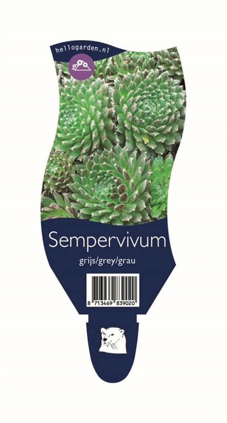 Sempervivum Grijs/Grey/Grau - P11
